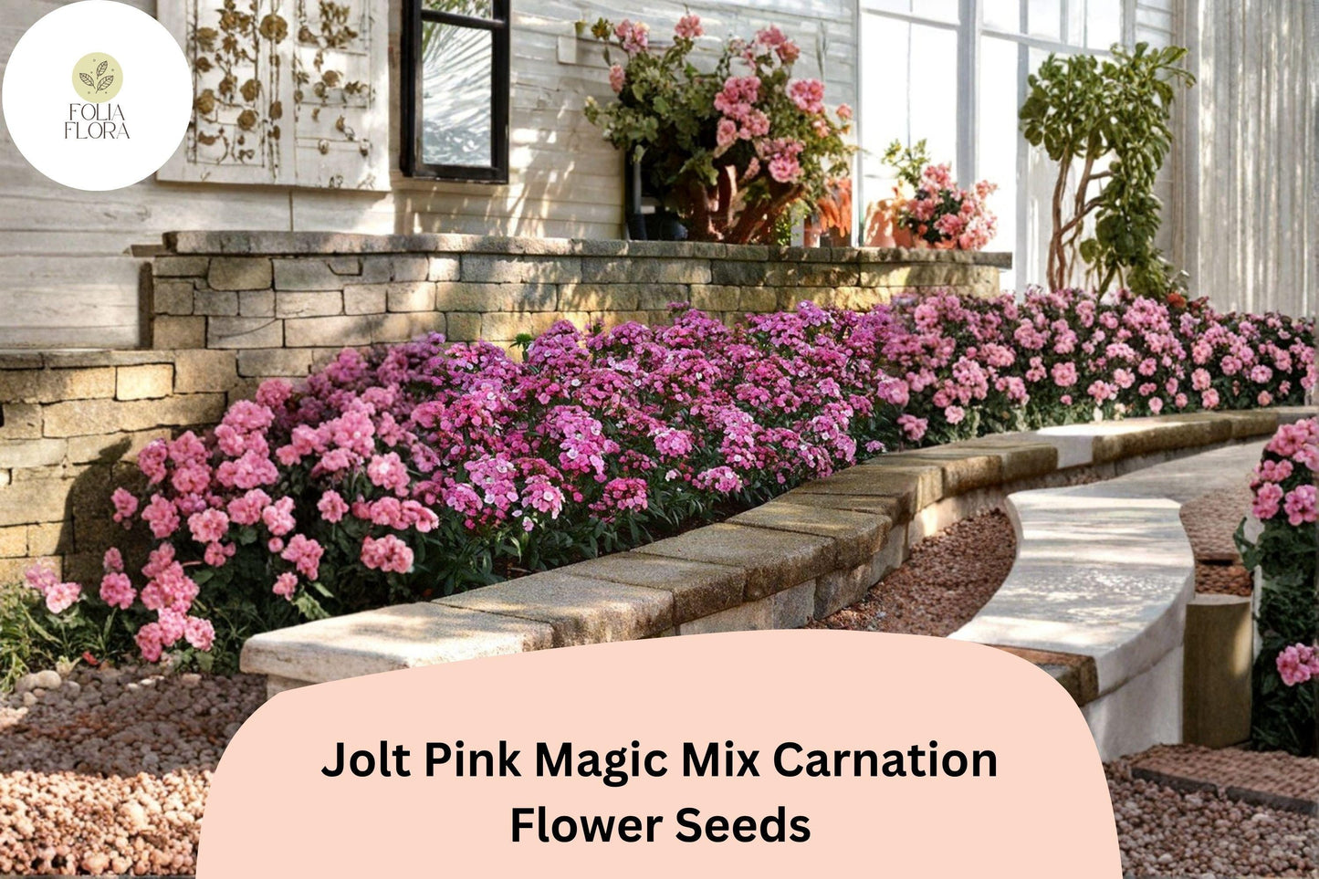 200+ Jolt Pink Magic Mix Carnation Seeds: Pink Double Blooms, Fragrant Hardy Perennial Dianthus