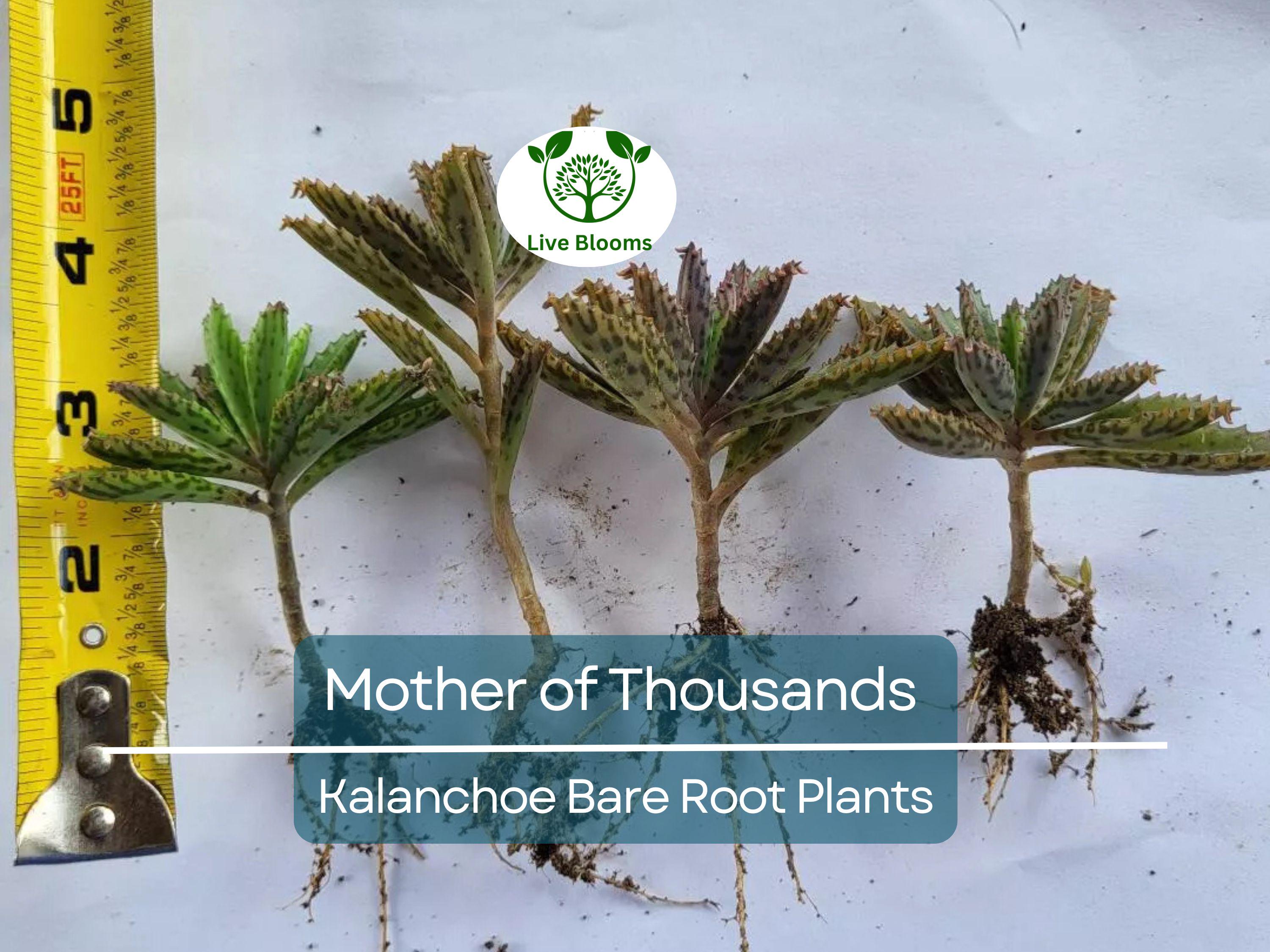 4 Mother of Thousands Plants - Kalanchoe - Alligator Plants - 2"-3" Bare Root Succulents - Live Starter Plants