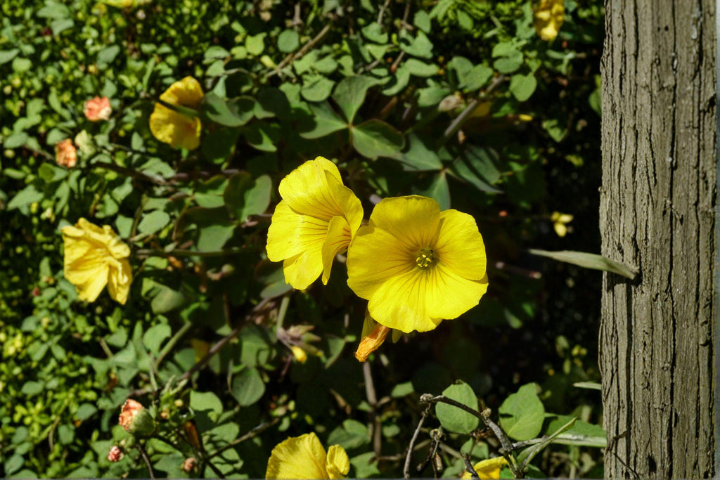 Oxalis valdiviensis – Chilean Yellow Clover Seeds | 10 Seeds | Sorrel Groundcover | Bright Flowering Plant