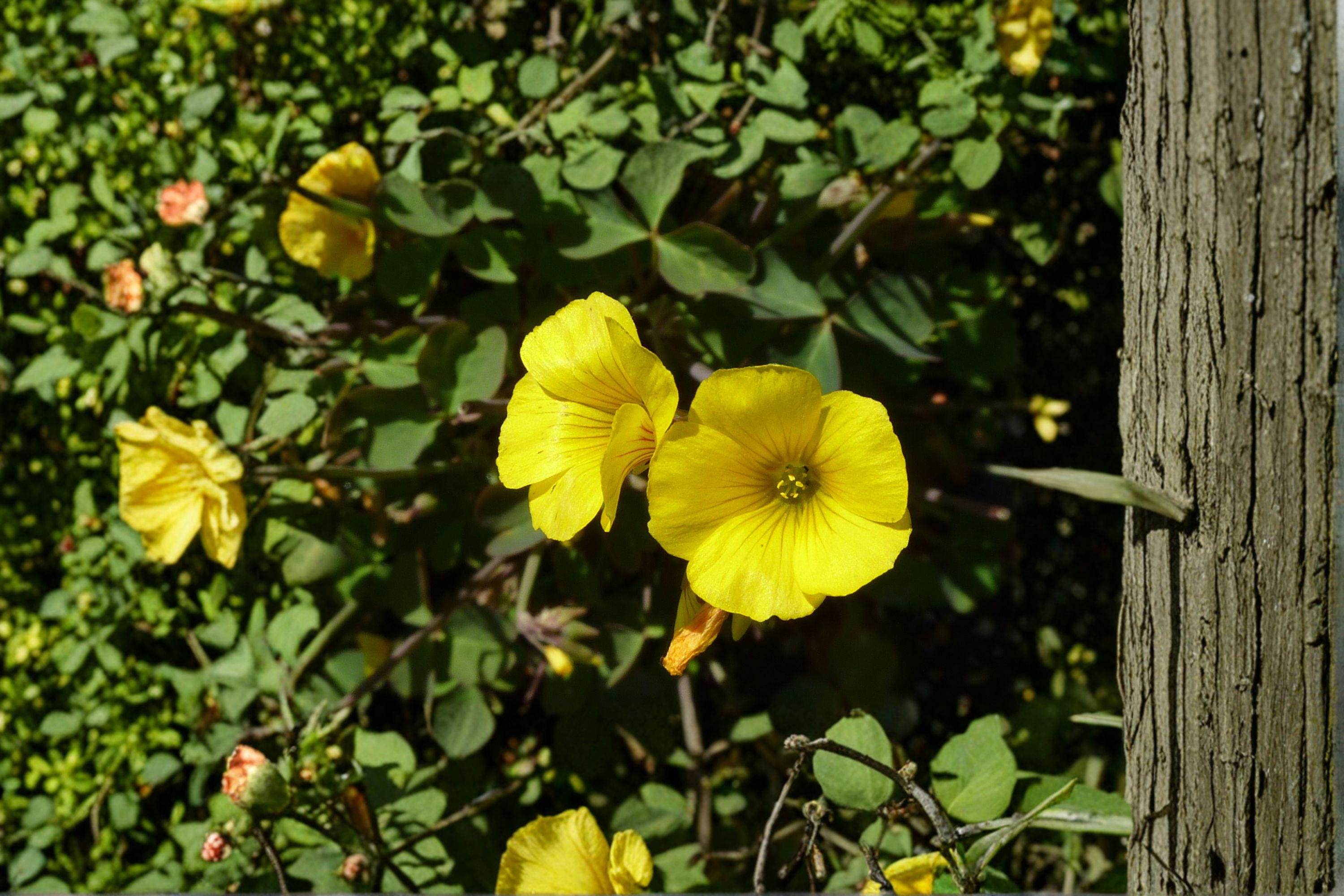 Oxalis valdiviensis – Chilean Yellow Clover Seeds | 10 Seeds | Sorrel Groundcover | Bright Flowering Plant