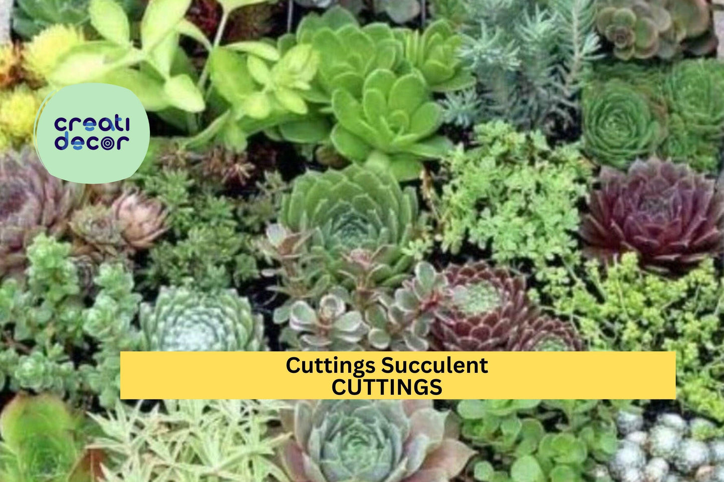 20 Succulent Cuttings | 10 Varieties No Duplicates | Premium Rare Assorted Starter Set for DIY Gardens, Terrariums, Gifts