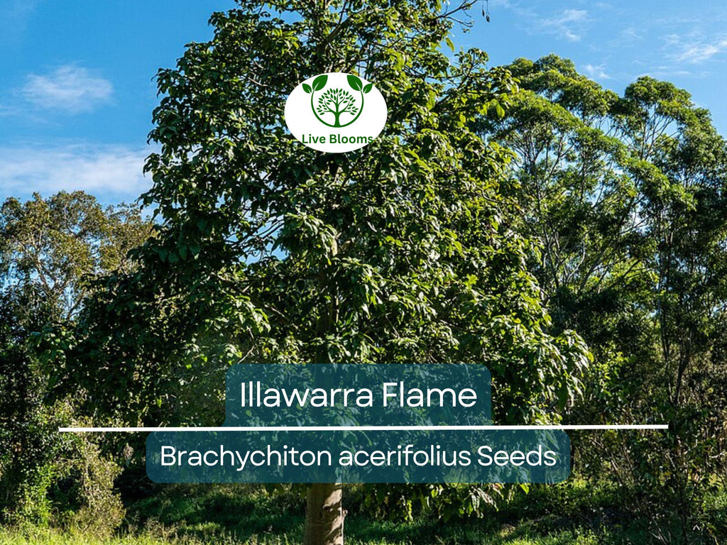 10 Illawarra Flame Seeds | Brachychiton acerifolius | Red Flowered Bottle Tree | Unique Australian Tree | Exotic, Vibrant Landscaping Plant
