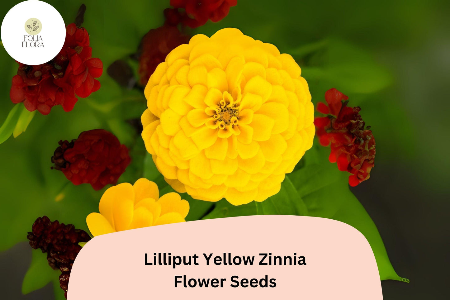 100+ Lilliput Yellow Zinnia Seeds – Charming Small Double Blooms for Borders & Garden Beds