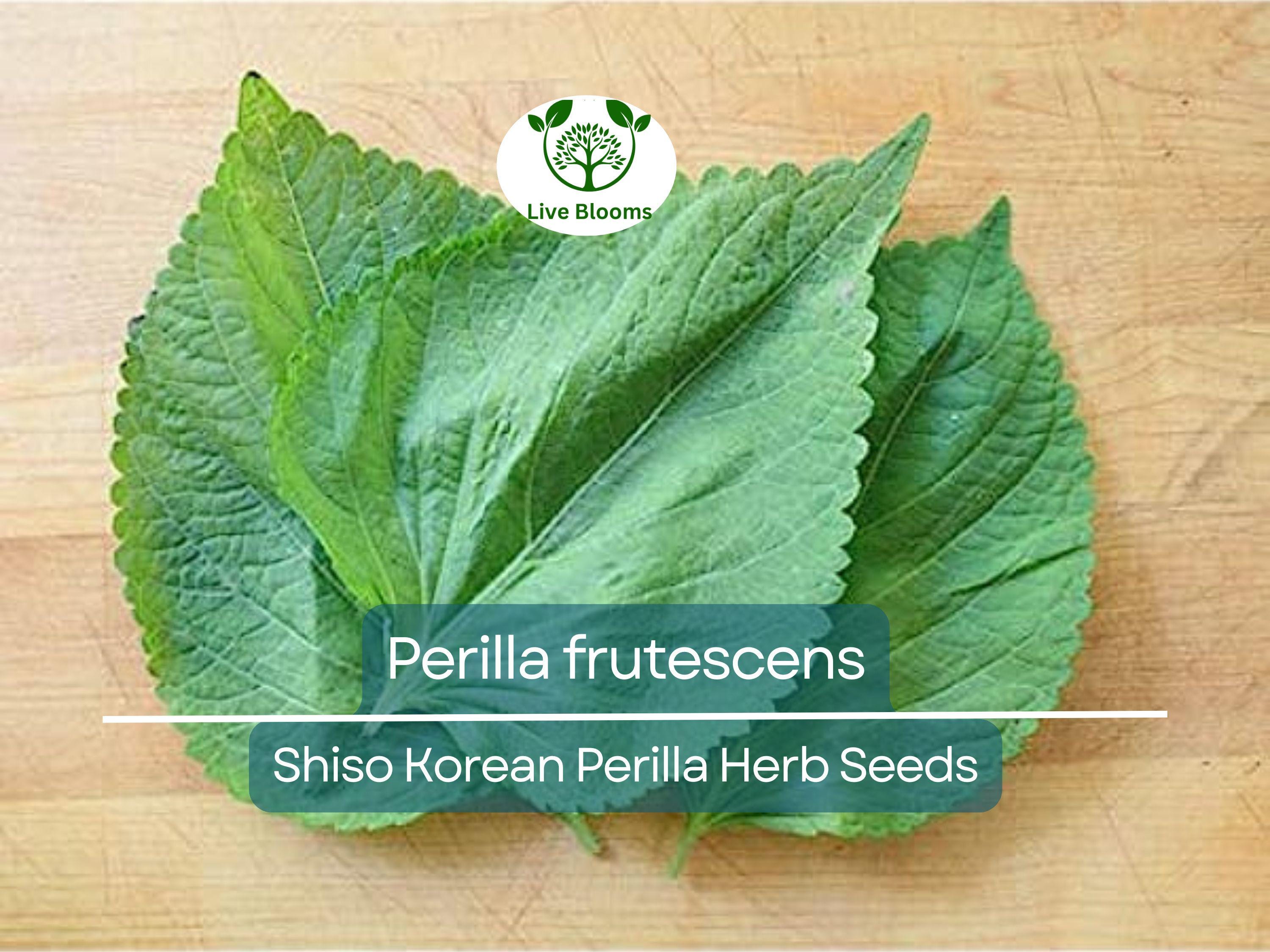 400 Seeds Perilla (Shiso), Korean Perilla Herb for Planting – Aromatic, Versatile Asian Herb for Sushi, Garnishes, Stir-Fries & More