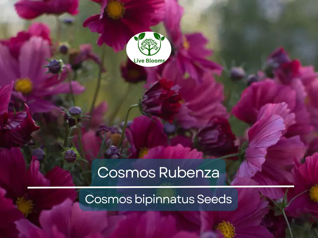 40 Seeds Cosmos ‘Rubenza’ – Dwarf Ruby Red Blooms – Cosmos bipinnatus – Non-GMO Annual for Pollinators, Butterflies, Easy Gardens