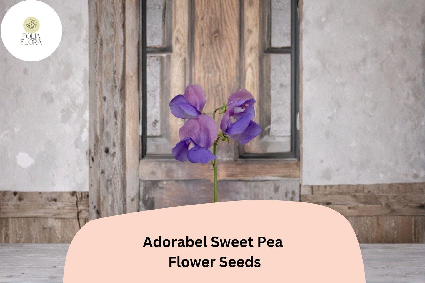 Adorabel Sweet Pea Seeds | Lathyrus odoratus Blooms Garden Planting (50+ Seeds)