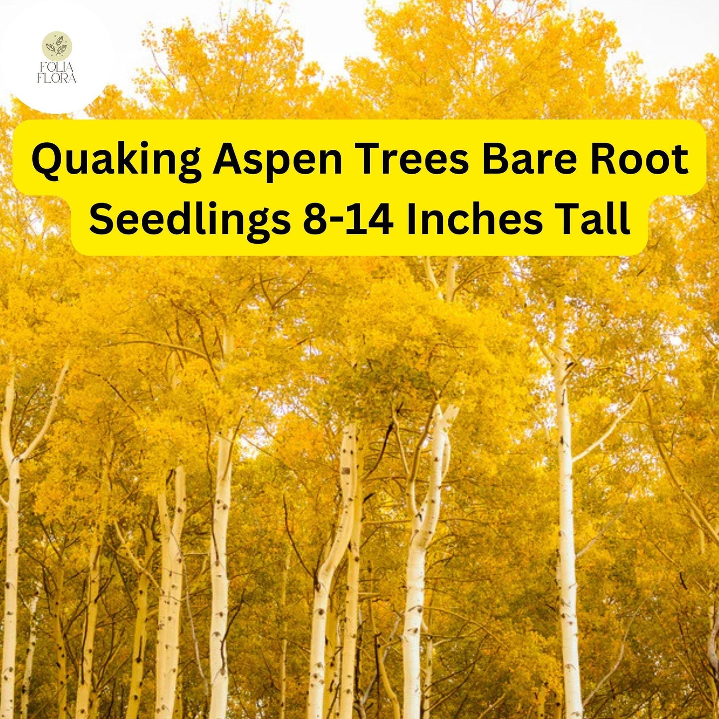 Quaking Aspen Trees (Populus tremuloides), Bare Root Seedlings, 8-14 Inches Tall