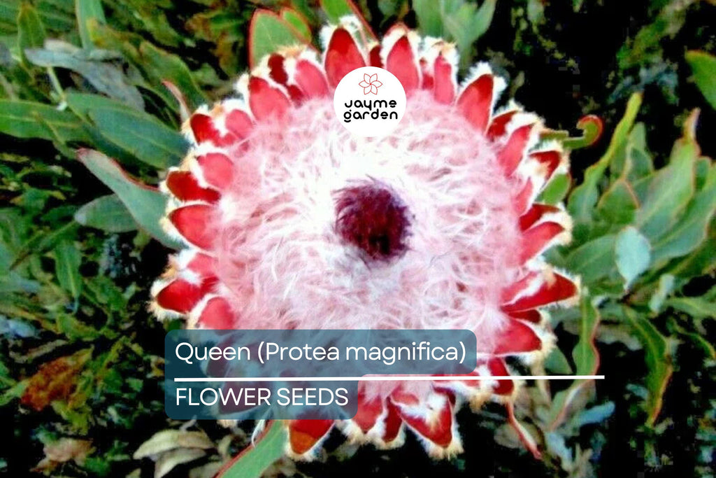 10 Queen Protea Seeds (Protea magnifica) – Rare South African "Woolly Beard" Flower, Exotic Blooms, USDA Zones 9-12, Acidic Soil Plant