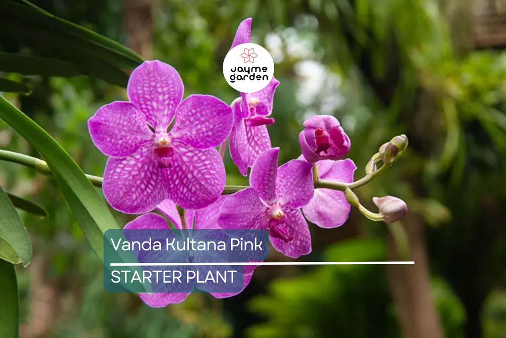 Vanda Kultana Pink Orchid Starter Plant | 3" Pot | Stunning Pink Blooms | Live Well-Rooted Orchid | Indoor & Outdoor | Easy Care