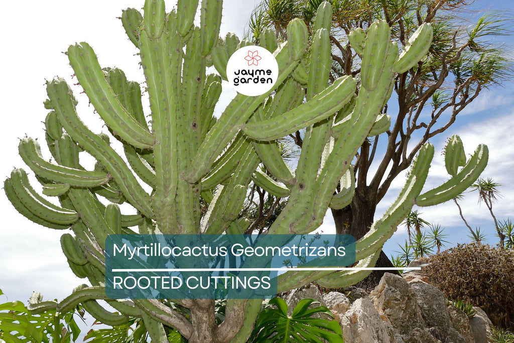 Myrtillocactus Geometrizans Rooted Cutting - 10-12" Tall, Prominent Black Spines, Blue Candle Cactus