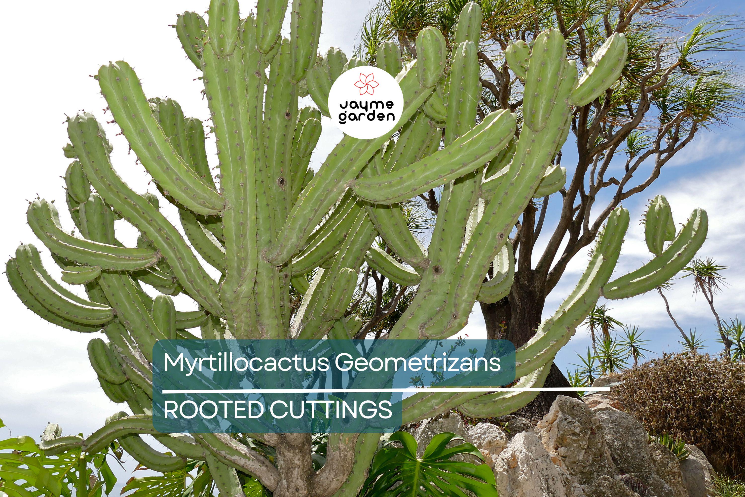 Myrtillocactus Geometrizans Rooted Cutting - 10-12" Tall, Prominent Black Spines, Blue Candle Cactus