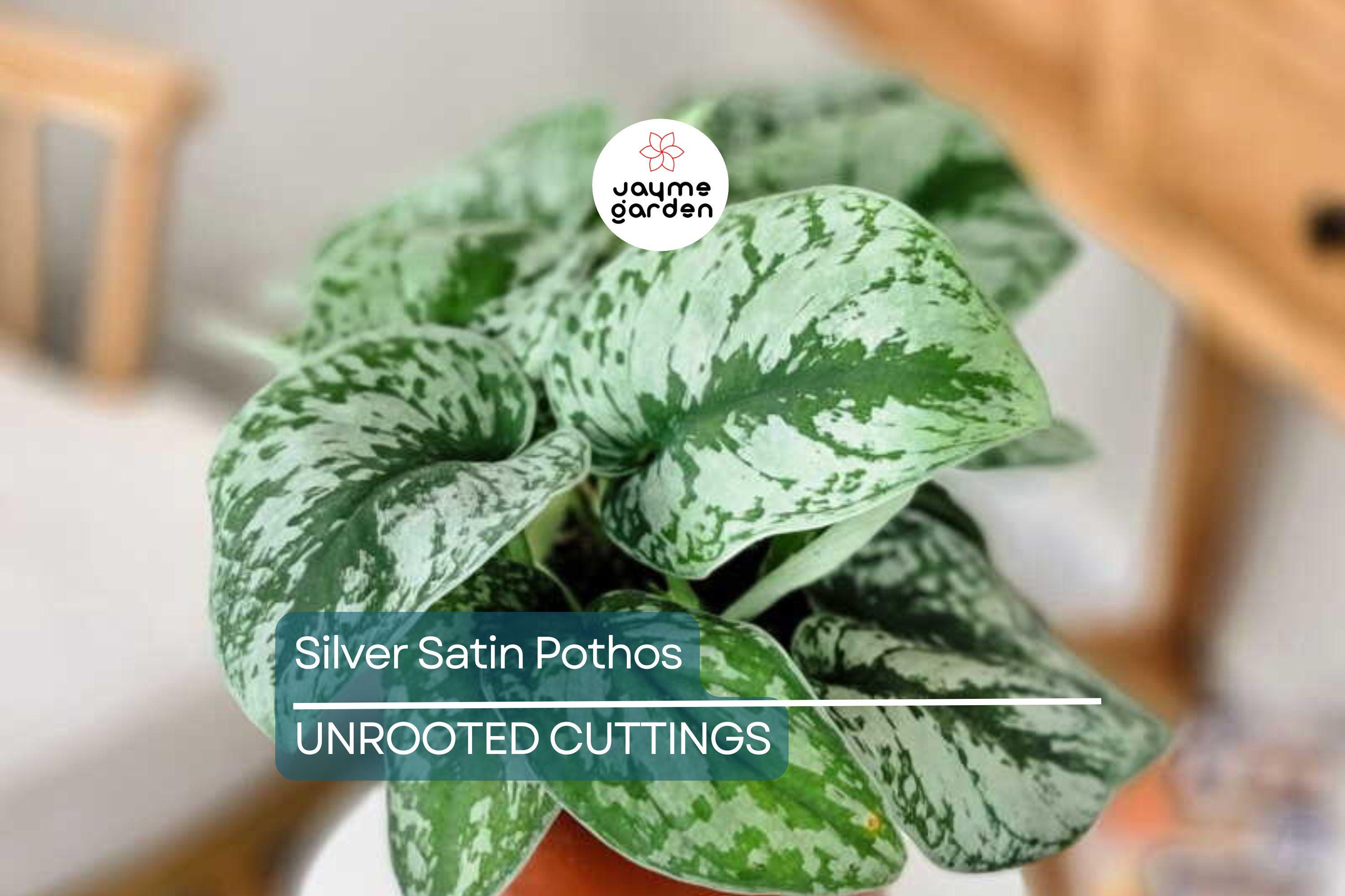 Silver Satin Pothos Cutting | Scindapsus Pictus Houseplant | 2-Node Fresh Cutting for Easy Propagation