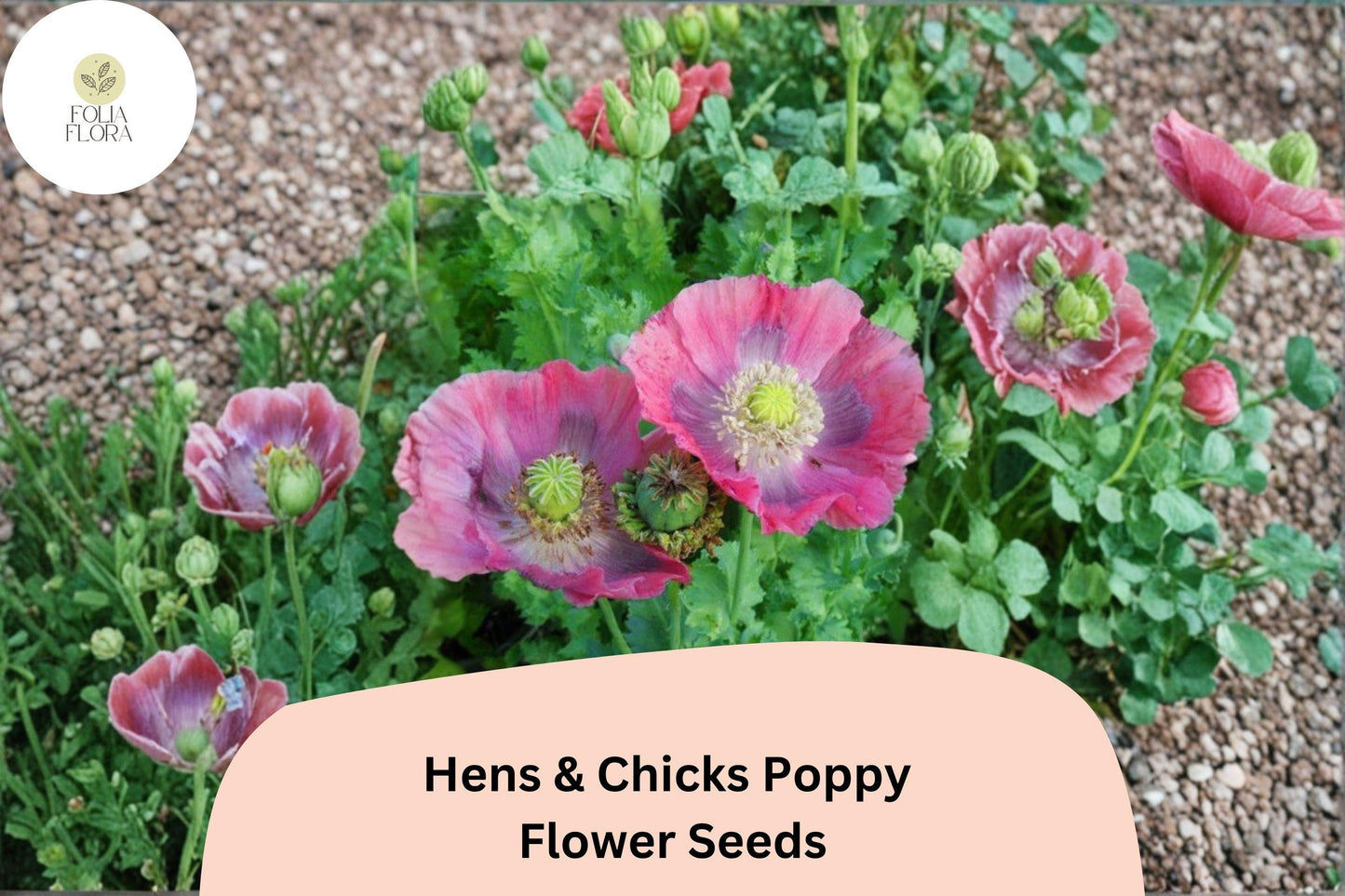 200+ Hens and Chicks Poppy Seeds for Garden Planting – Frilled Pink Blooms, Unique Seed Pods