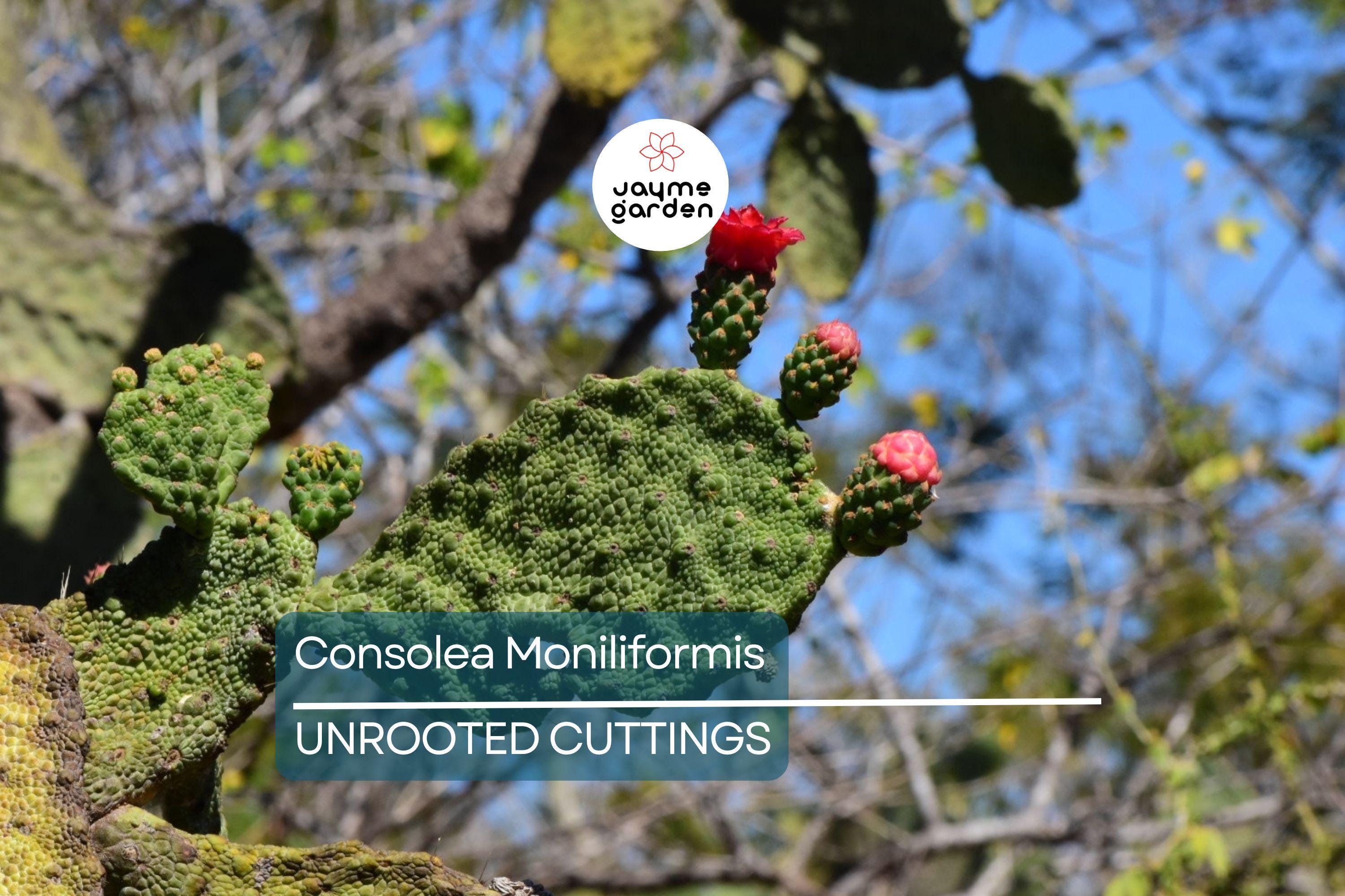 Consolea moniliformis Unrooted Cactus Cutting (4–7" Pad) | Rare Opuntia Species | Freshly Cut for Easy Rooting