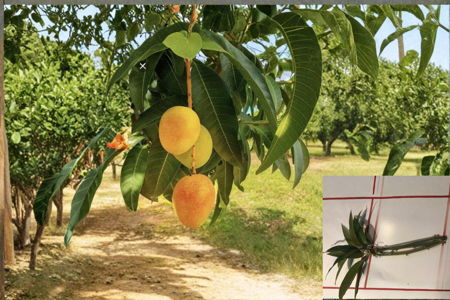 Carrie Mango 3 Scions for Grafting (Mangifera indica)