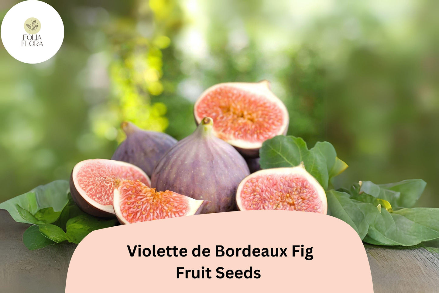 100+ Violette de Bordeaux Fig Seeds – Grow Ficus carica Sweet Dark Figs for Garden & Home