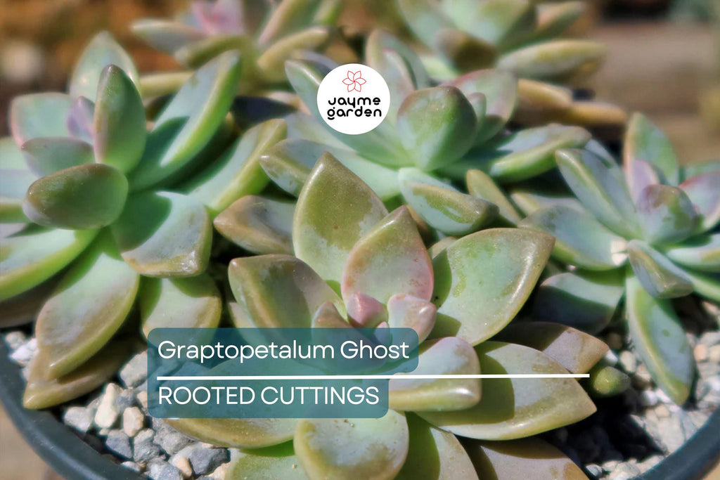 Graptopetalum Ghost Plant 4"-6" Fresh Healthy Rooted Succulent - Graptosedum Paraguayense