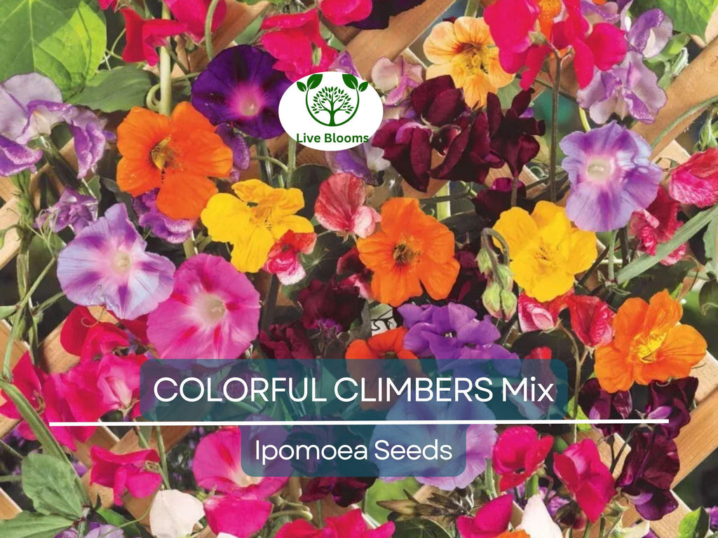 50 Seeds COLORFUL CLIMBERS Mix - Morning Glory, Sweet Pea, Nasturtium Vines, Non-GMO, Fast-Growing, Perfect for Vertical Gardens & Trellises