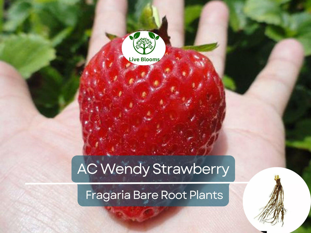 10 Bare Roots AC Wendy Strawberry Plants - June-bearing, Sweet Early Harvest, Fragaria × ananassa, Non-GMO, Heirloom Variety