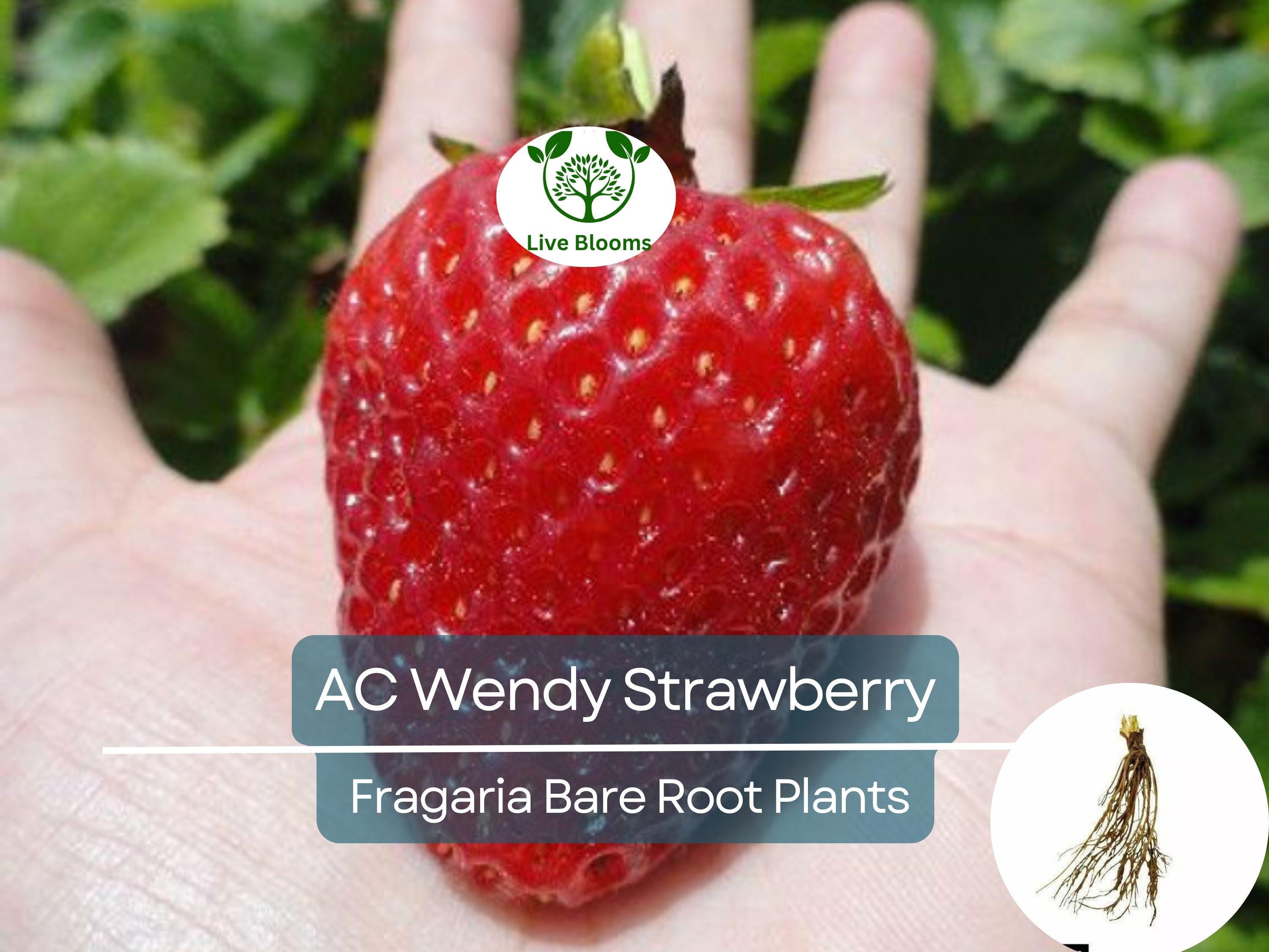 10 Bare Roots AC Wendy Strawberry Plants - June-bearing, Sweet Early Harvest, Fragaria × ananassa, Non-GMO, Heirloom Variety