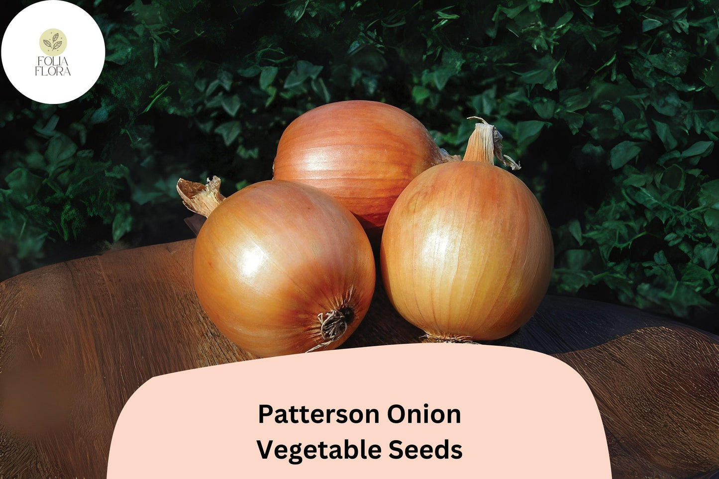 500+ Patterson Onion Seeds | Long-Day Storage Onion | Golden Yellow Heirloom | Garden Planting | Allium cepa Seeds