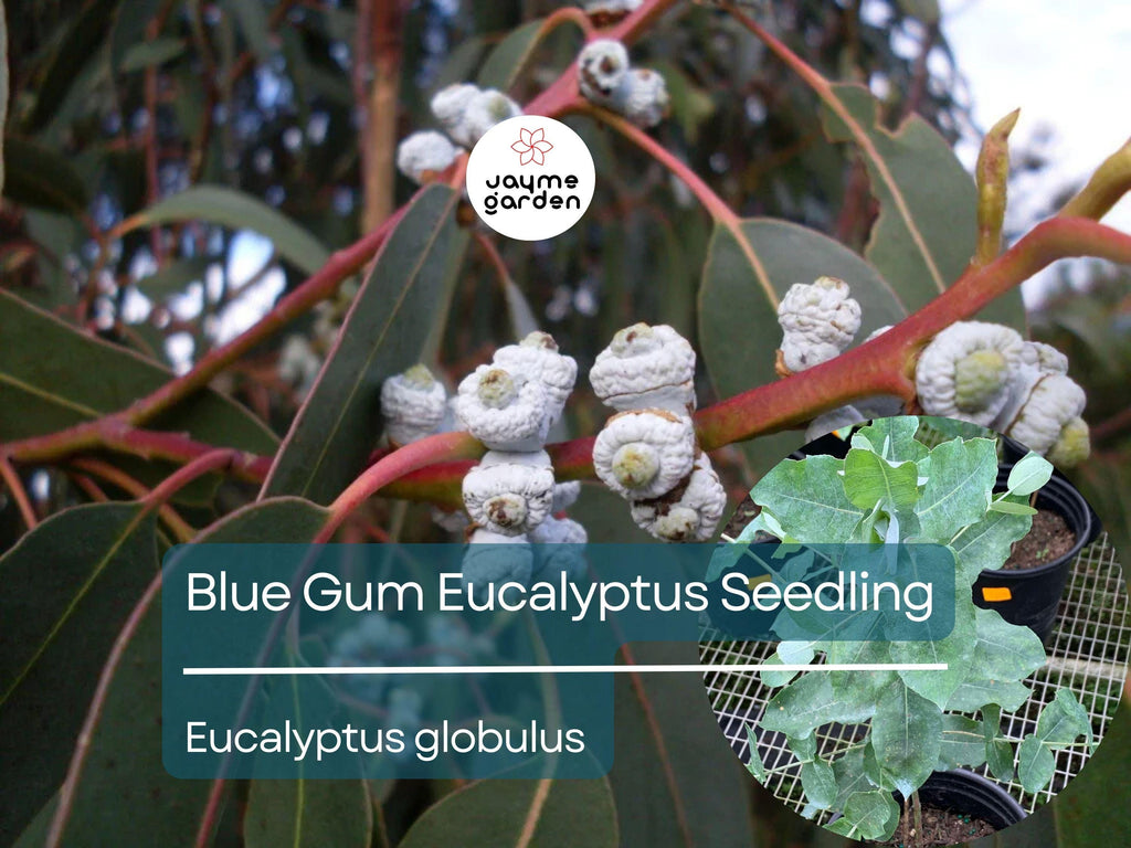 Blue Gum Eucalyptus Starter Plant (Eucalyptus globulus) - Live Plant 2′-3′ Tall - Aromatic Tree for Garden, Landscaping, & Essential Oils