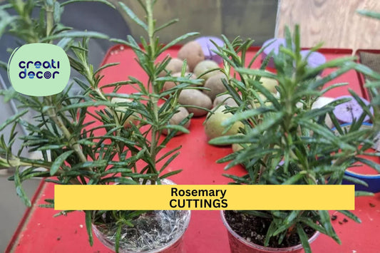 2 Rosemary Rooted Cuttings | 5–8” Live Bare Root Plants | Culinary Herb Starter | Organic Garden or Container Plant