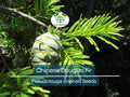 20 Chinese Douglas Fir Tree Seeds (Pseudotsuga sinensis) | Evergreen Conifer, Hardy, Fast-Growing, Ideal for Landscaping & Forest Gardens