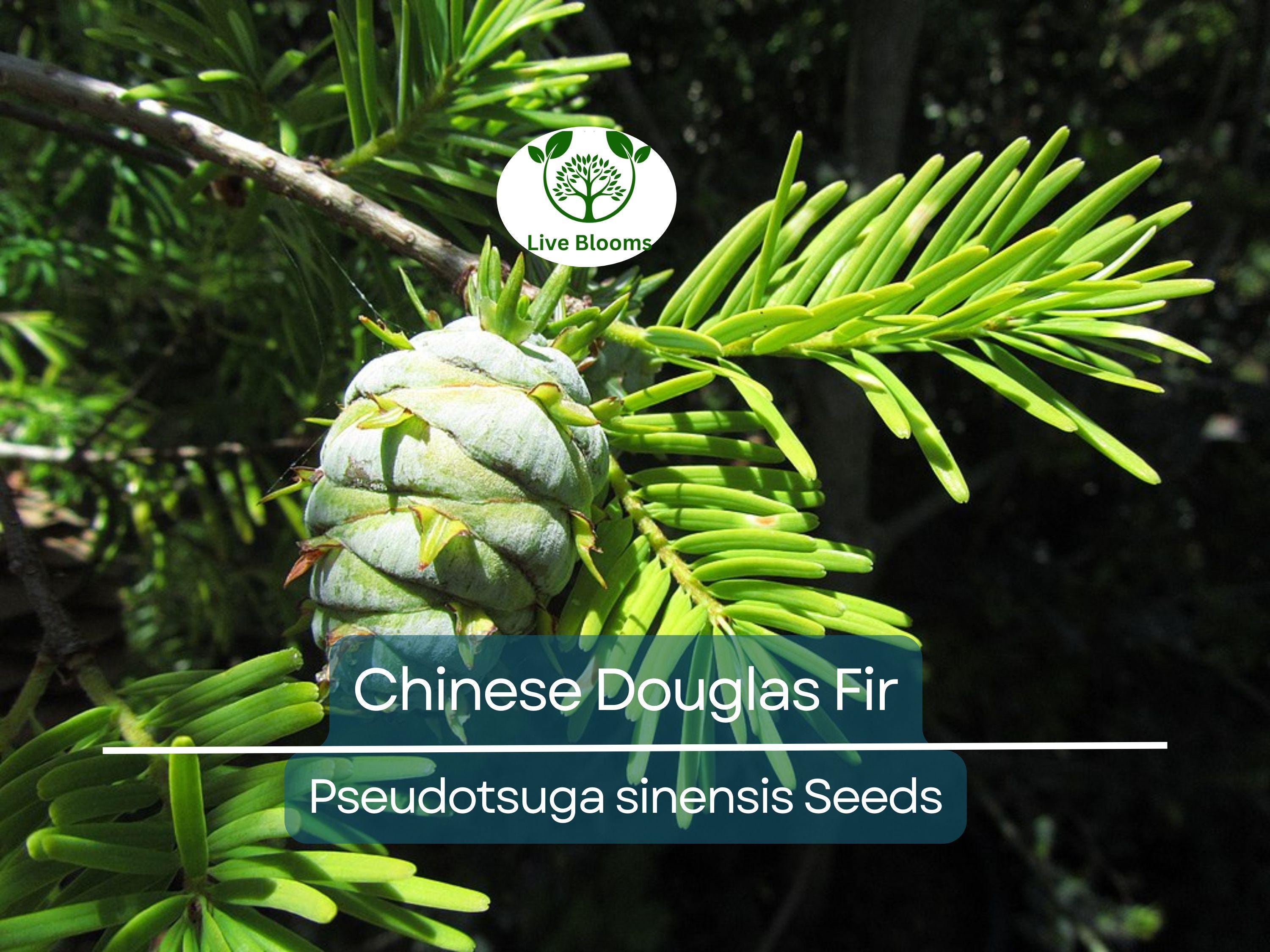 20 Chinese Douglas Fir Tree Seeds (Pseudotsuga sinensis) | Evergreen Conifer, Hardy, Fast-Growing, Ideal for Landscaping & Forest Gardens