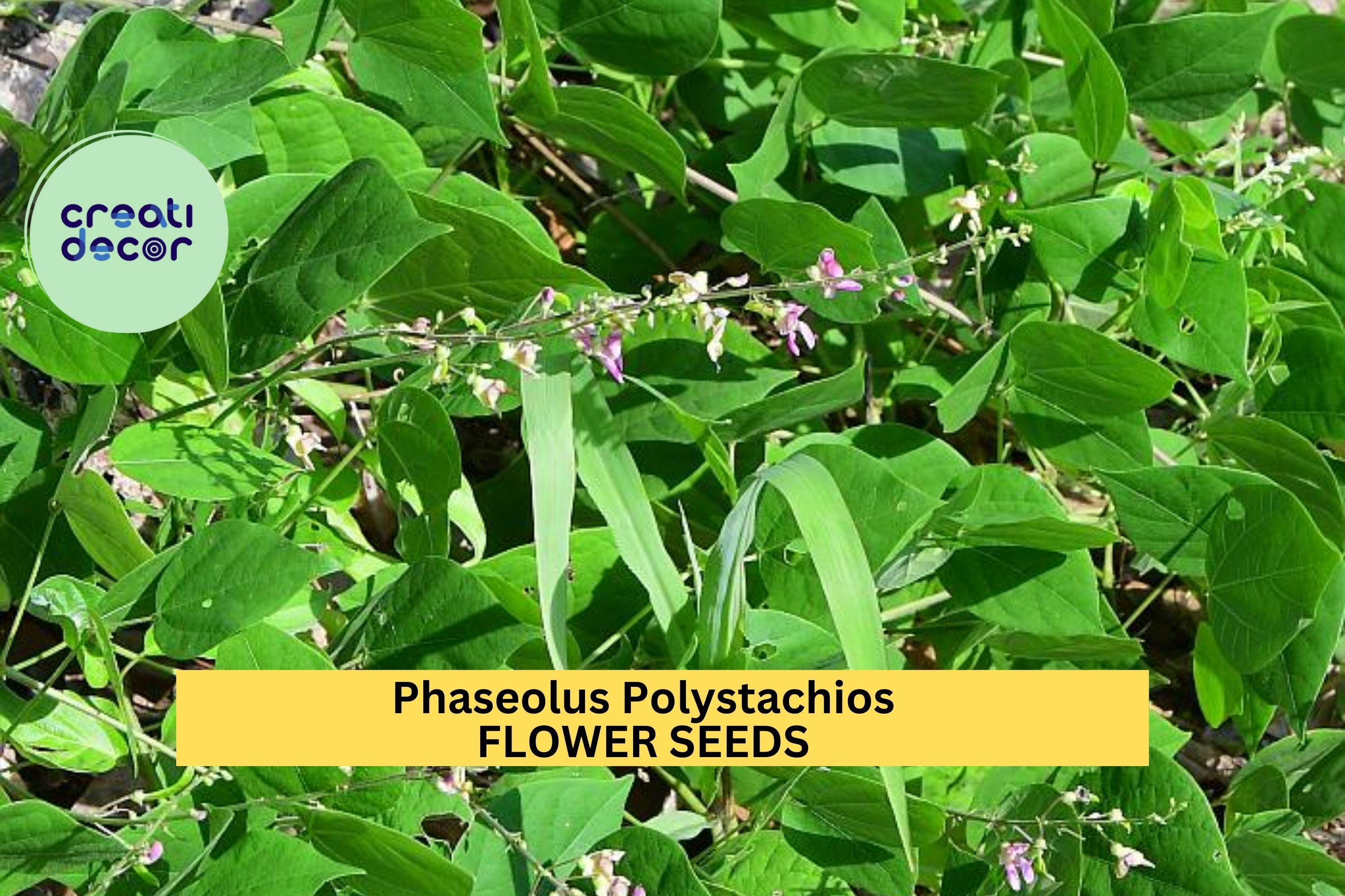3pcs of 5seeds Phaseolus Polystachios – Wild Kidney Bean Vine Seeds for Planting – Native Climbing Vine with Edible Pods
