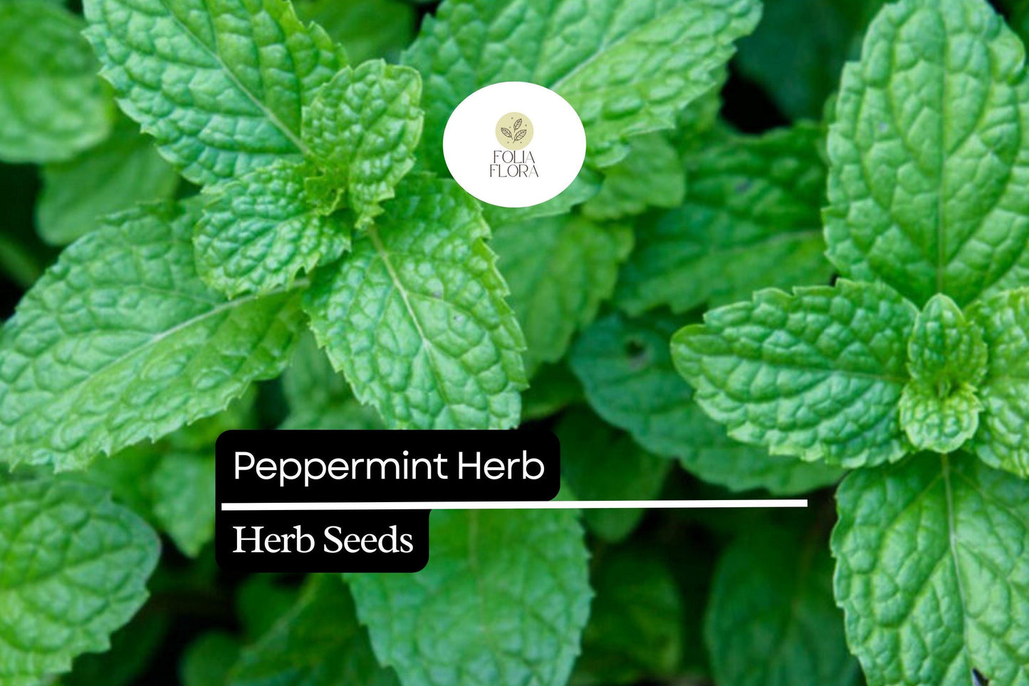 2000 Seeds Peppermint (Mentha × piperita) – Aromatic Herb for Tea, Culinary