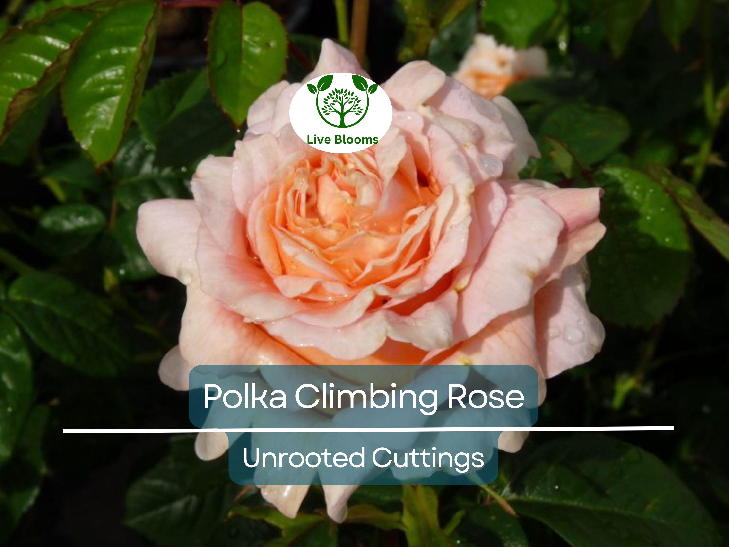 3 Polka Climbing Rose Apricot Unrooted Cuttings Live Fresh, Beautiful Blooming Rose Bush, Perfect for Trellis, Garden, Organic Rose Planting