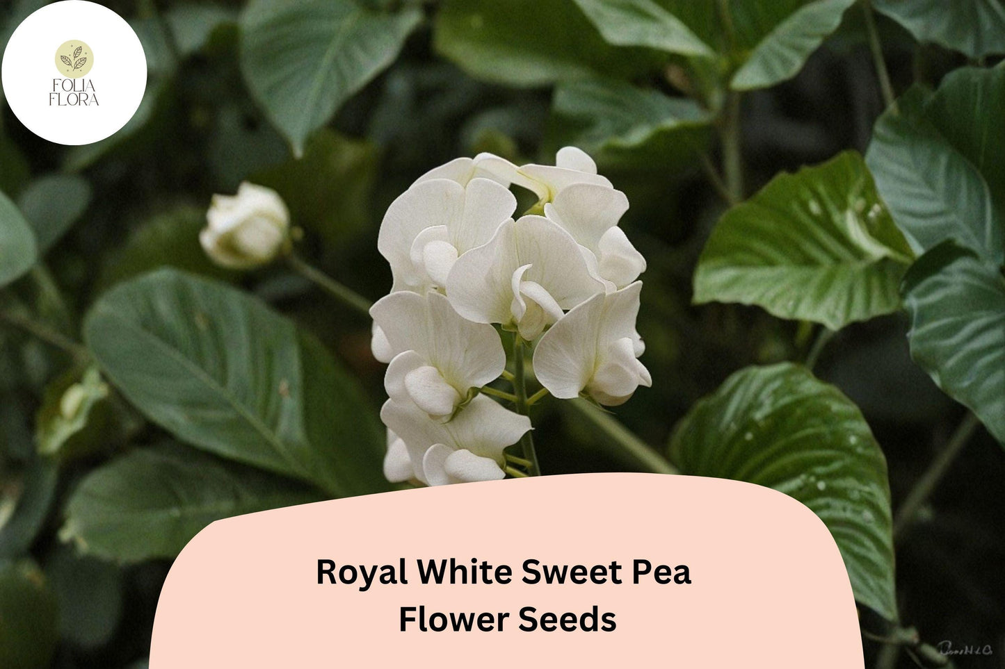 50+ Royal White Sweet Pea Seeds | Pure White Climbing Flowers for Trellis & Garden