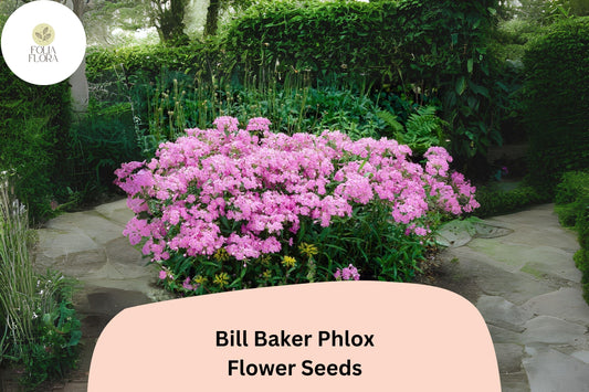 100+ Bill Baker Phlox Seeds for Garden Planting | Phlox paniculata | Perennial Flower Seeds | Soft Pink-Lavender Blooms