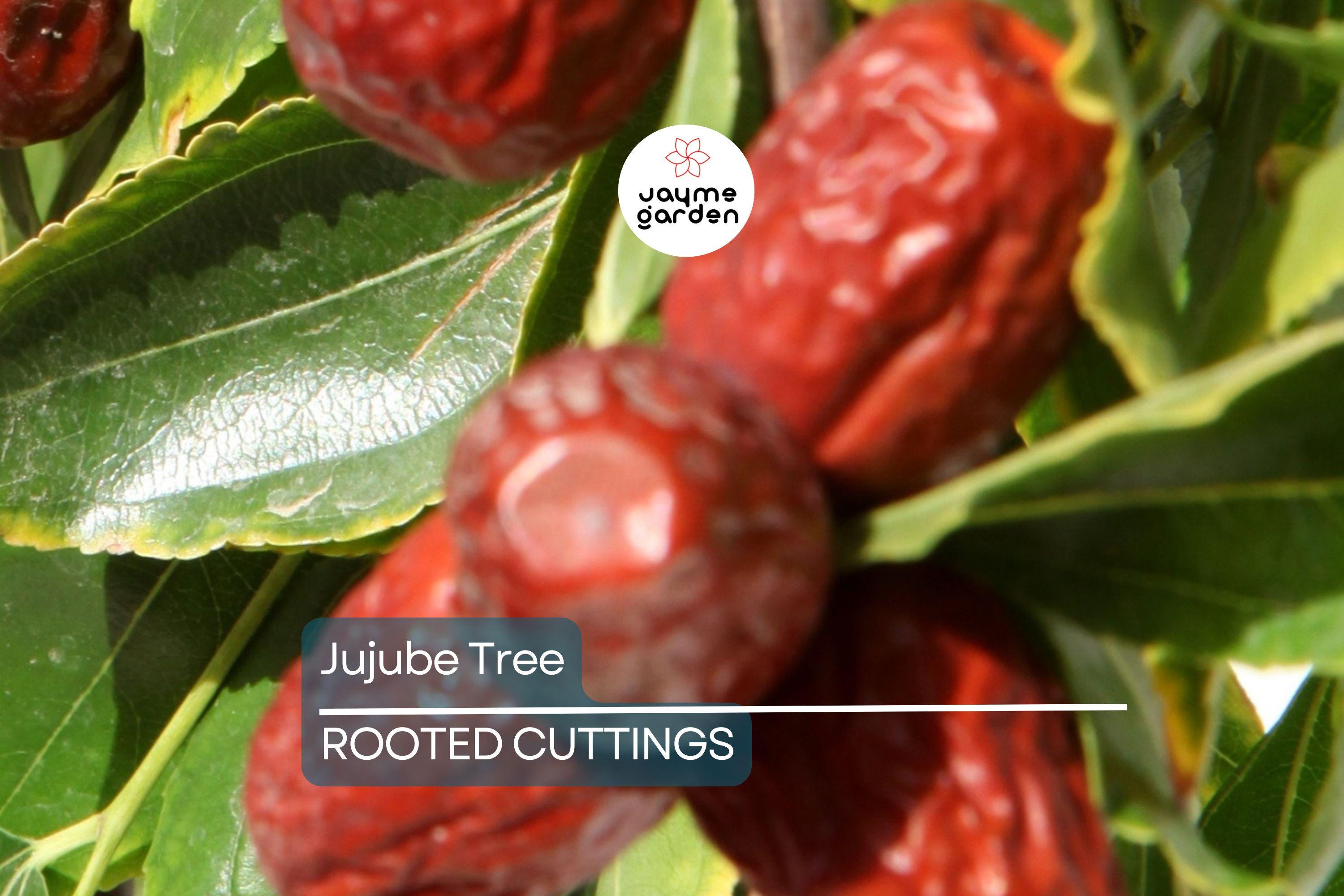 Jujube Tree 15” Lang Chinese Red Date - Bare Root Ready to Plant - Sweet Fruit Tree, No Pot