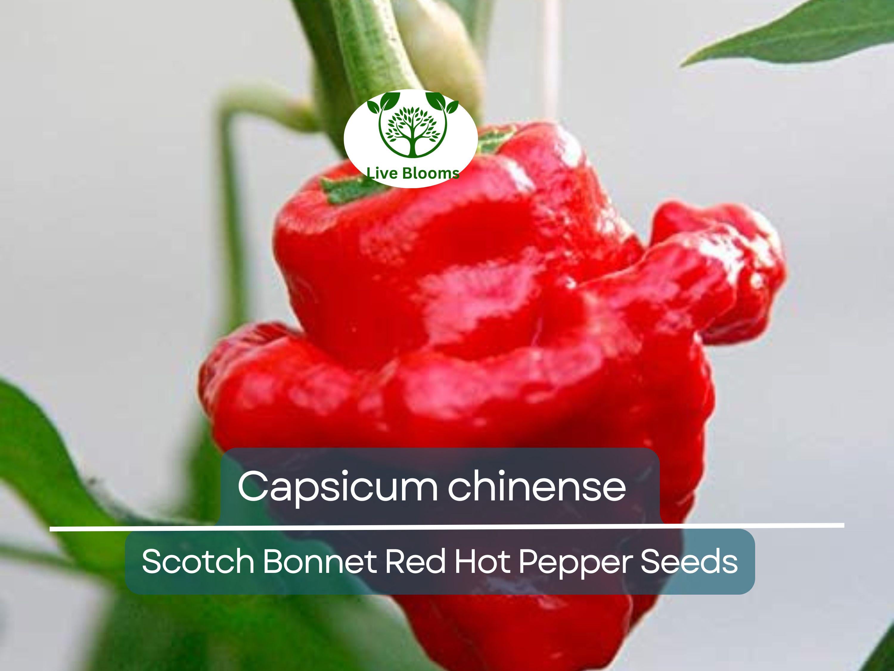 30 Seeds Scotch Bonnet Red Hot Pepper (Capsicum chinense) - Super Spicy, Habanero-Style, Caribbean Hot Pepper for Planting