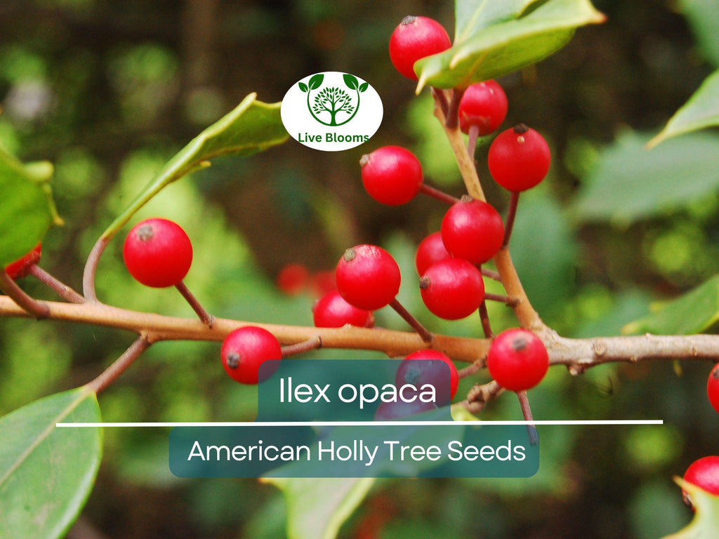 500 mg Seeds Ilex Opaca - American Holly for Planting | Evergreen Native Shrub for Wildlife, Privacy, and Landscaping