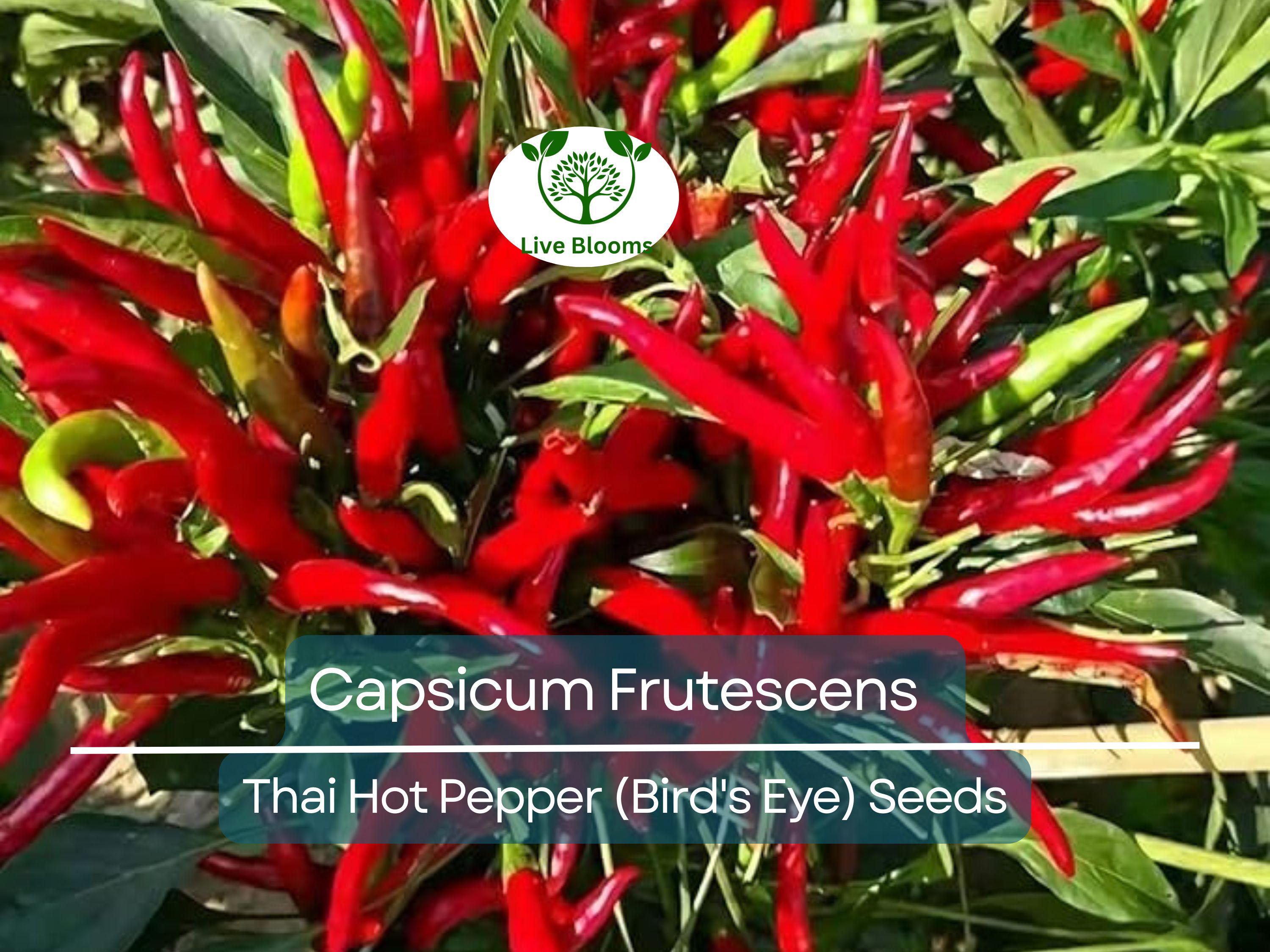 30 Seeds Thai Capsicum Frutescens Hot Pepper (Bird's Eye) – Small, Super Spicy Thai Chili Pepper for Planting, Ideal for Stir-Fries & Sauces