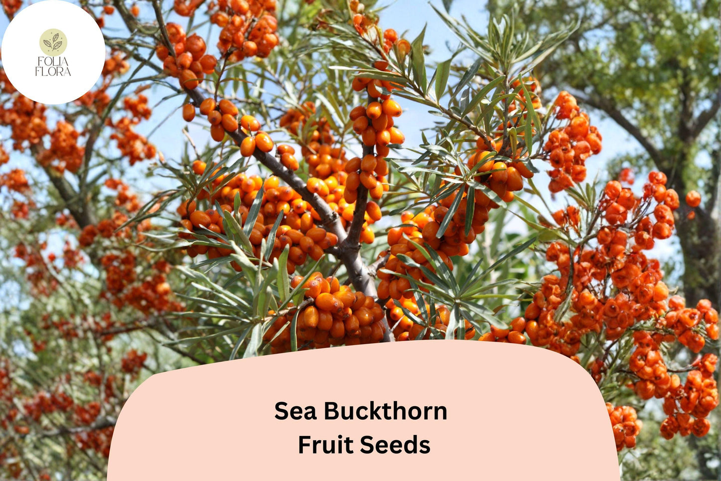 Sea Buckthorn Seeds (Hippophae rhamnoides) | 20 Premium Seeds for Planting | Hardy Shrub with Bright Orange Berries