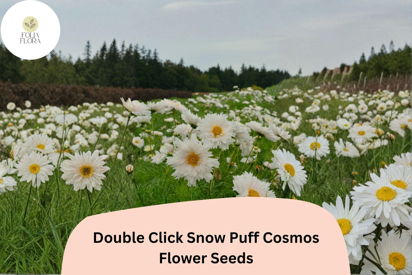 200+ Double Click Snow Puff Cosmos Seeds | Cosmos Bipinnatus White Double Blooms | Garden & Cut Flower Seeds