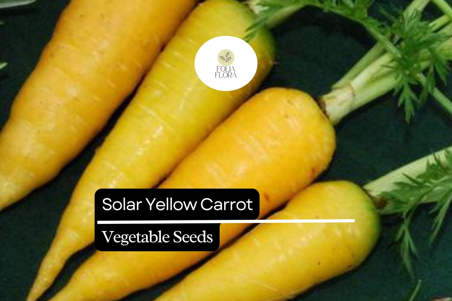 200 Seeds Solar Yellow Carrot (Daucus carota) – Vibrant Heirloom Variety for Sweet and Nutritious Roots