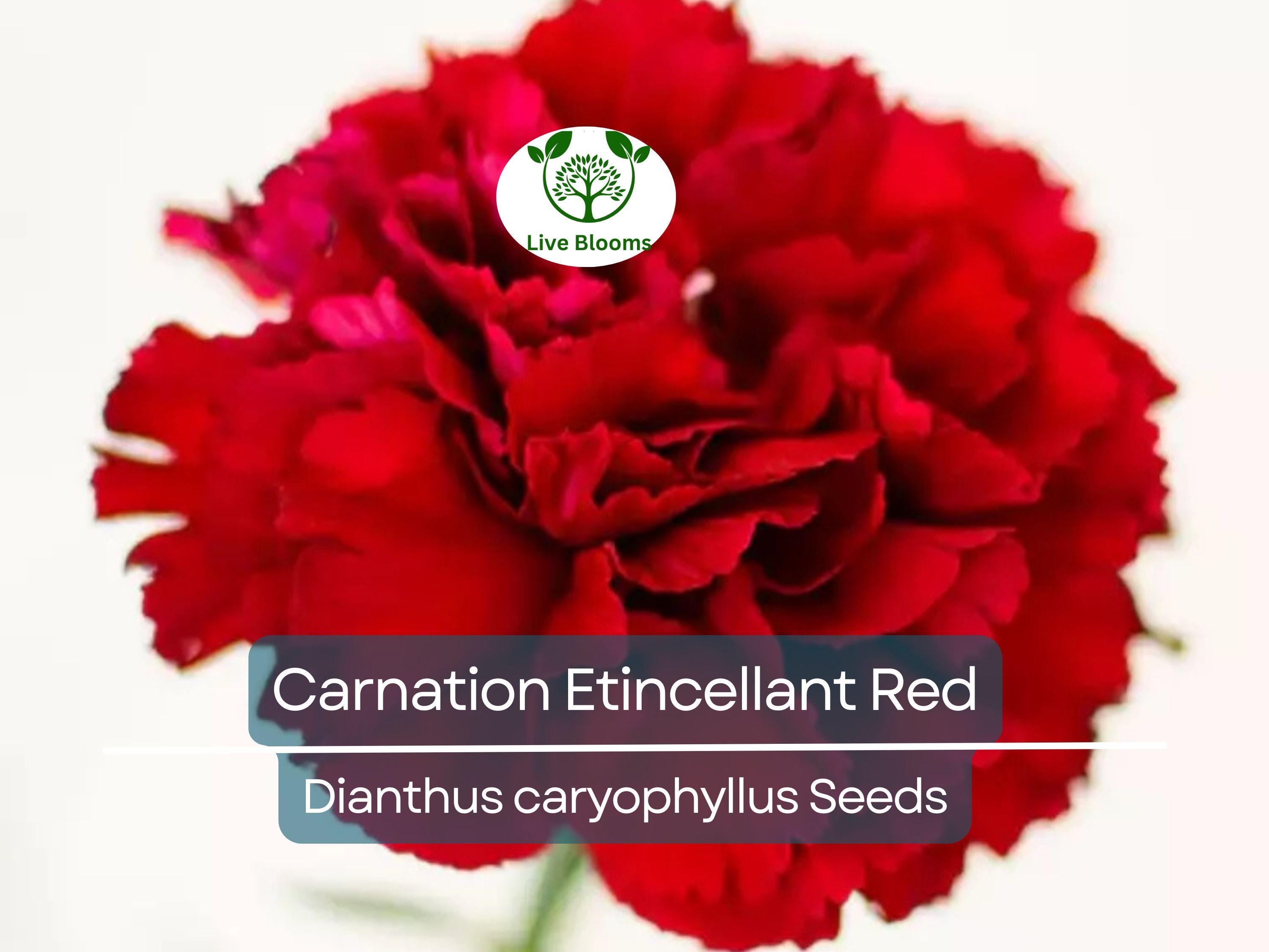 25 Seeds Carnation Etincellant Red - Fragrant Non-GMO Pollinator-Friendly Cut Flowers, Perfect for Gardens Bouquets (Dianthus caryophyllus)