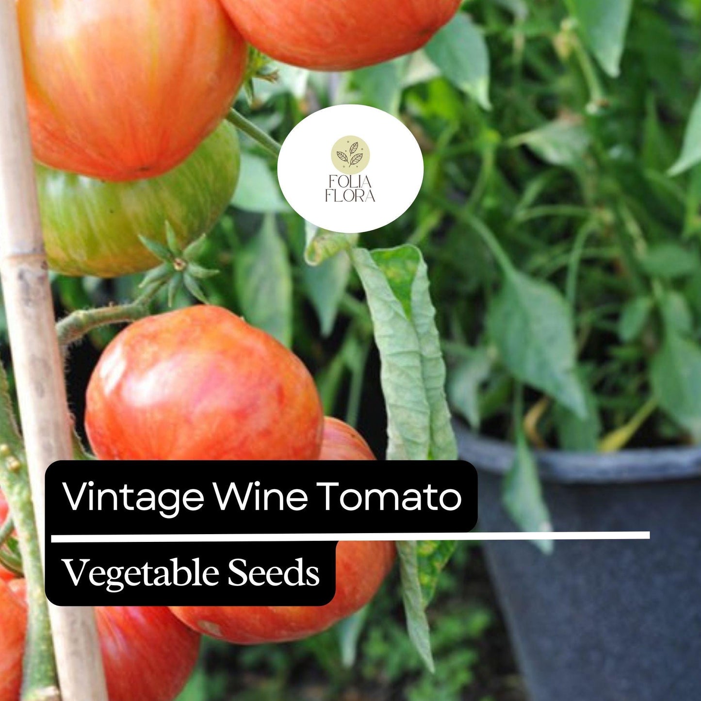30 Vintage Wine Tomato Seeds – Heirloom, Striped Pink & Gold, Juicy and Sweet, Perfect for Fresh Eating