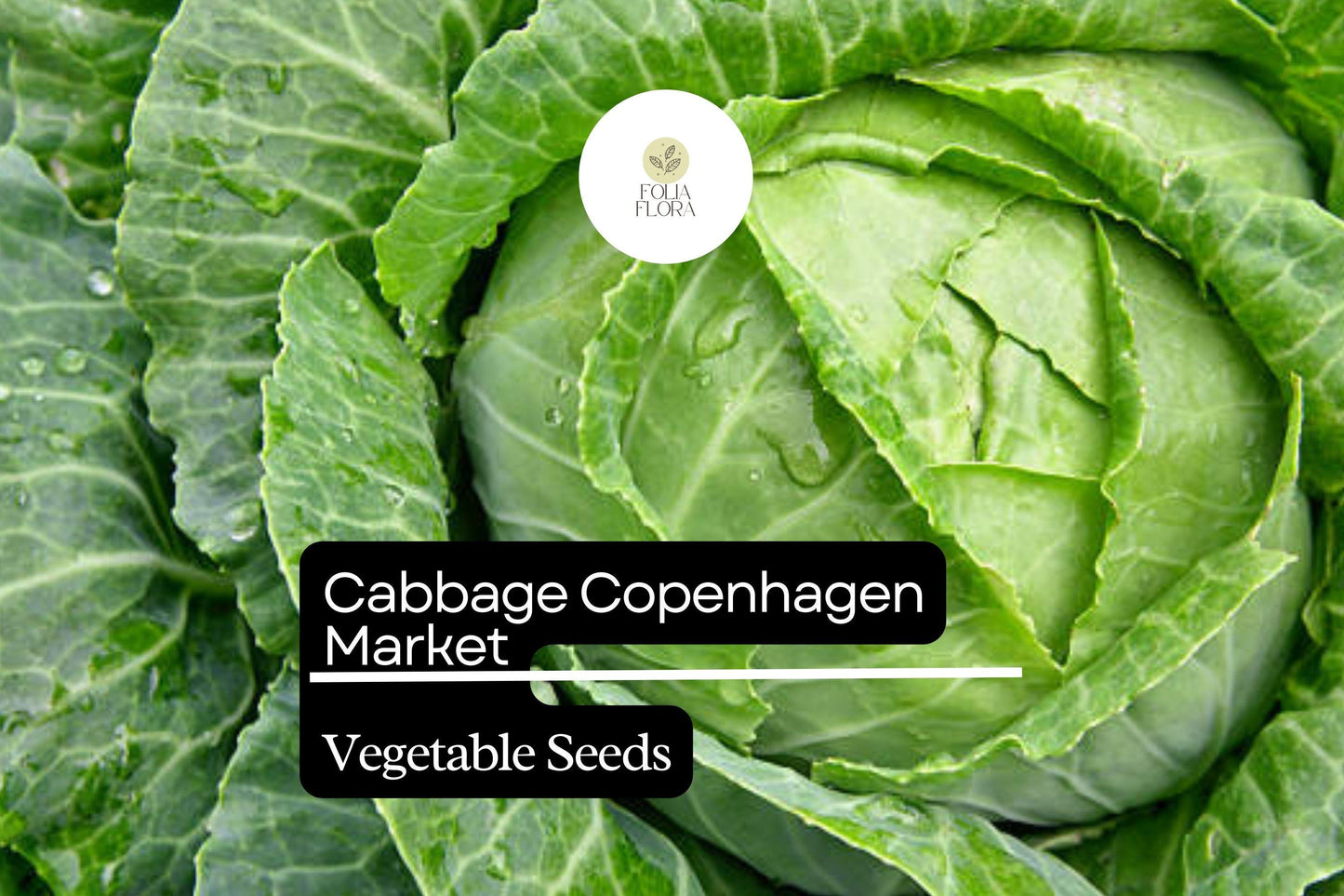 500 Copenhagen Market Cabbage Seeds – Brassica oleracea – Heirloom, Early-Maturing, Compact & Sweet