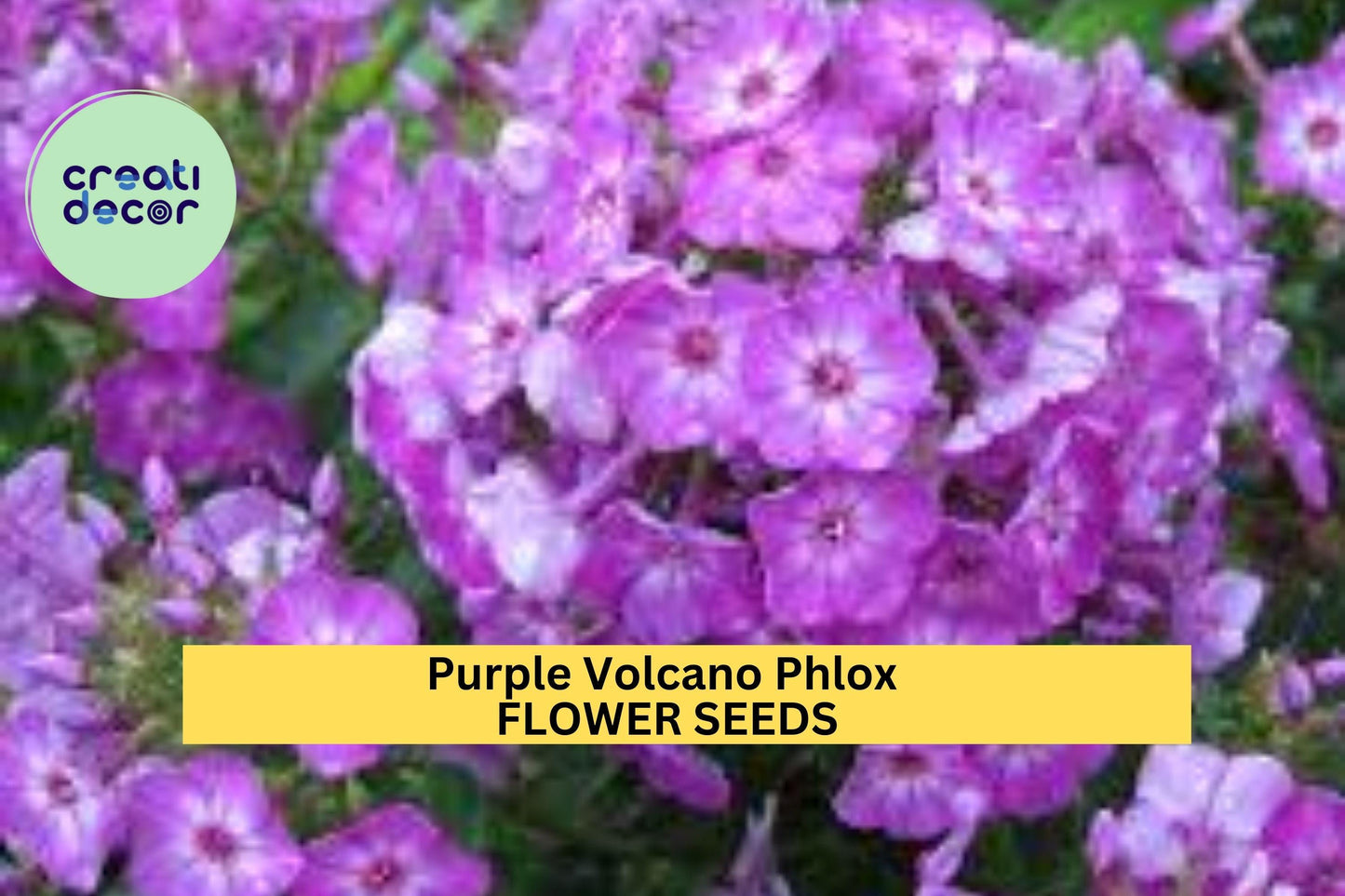 100+ Purple Volcano Phlox Seeds – Vivid Magenta-Purple Blooms for Garden Planting, Long-Blooming Perennials for Borders – USA
