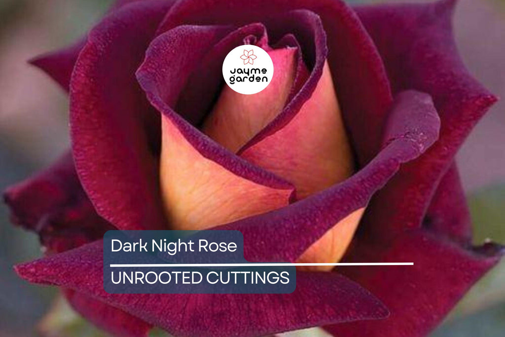 4 Dark Night Rose Cuttings Red & Pink Blooming Bush Perennial (6” Tall)