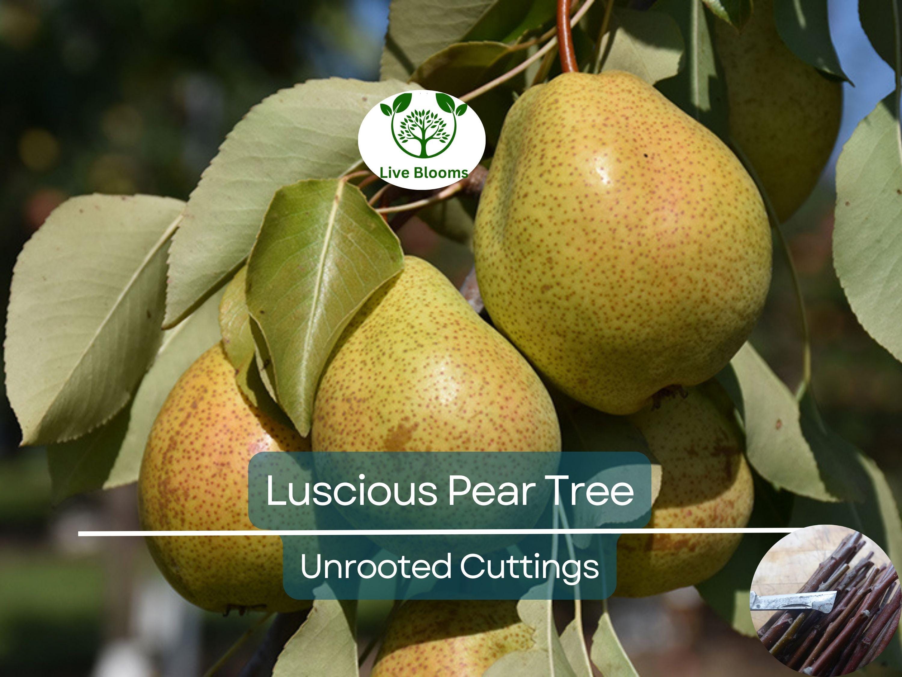 3 Luscious Pear Tree Scions - Unrooted Cuttings for Grafting & Rooting - 10-12" Long - Pyrus communis - Premium Pear Rootstock