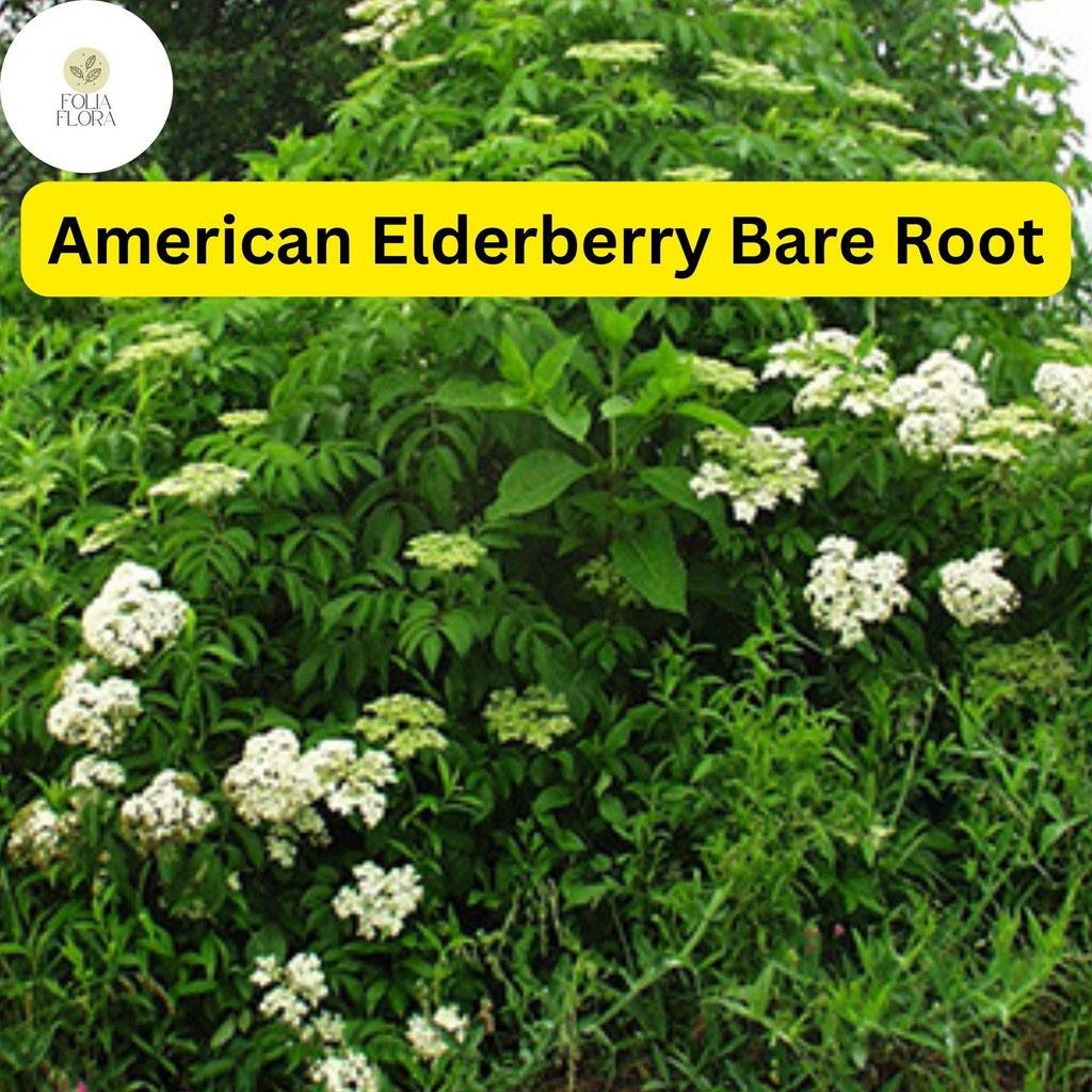 1 Bare Root American Elderberry Tree, Sambucus canadensis, Fully Rooted Live Plant, Edible Berries
