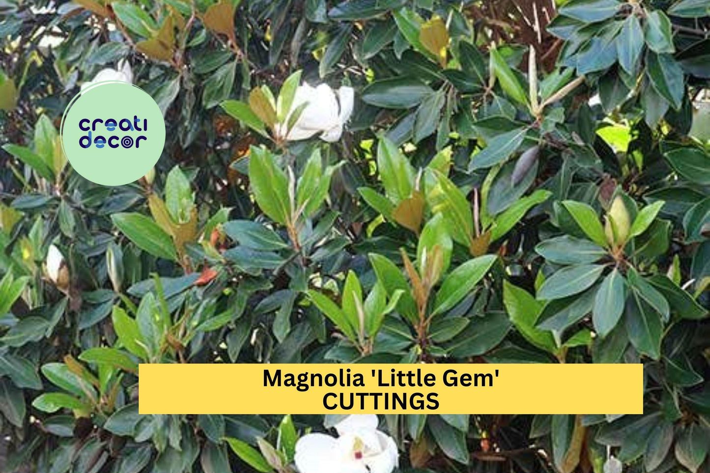Super Rare Magnolia 'Little Gem' Cuttings (3) | Compact Evergreen Tree | Graft or Root Your Own | Fragrant White Blooms