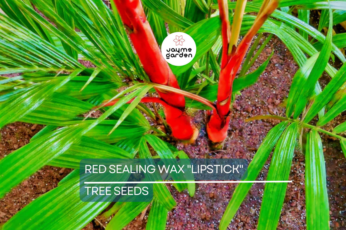 10 Red Sealing Wax "Lipstick" Palm Seeds – Cyrtostachys Renda, Rare Indoor Plant, Tropical Garden Palm